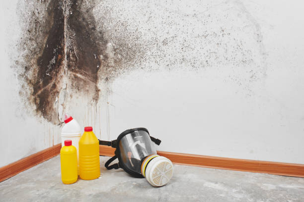 Best Commercial Mold Inspection  in Porter, IN